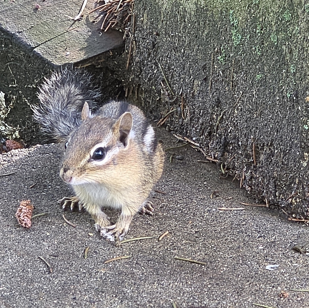 FREE SHIPPING Giveaway With Purchase!